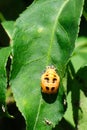 Asian lady beetle in pupal stage