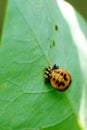 Asian lady beetle in pupal stage