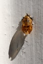 Asian lady beetle in pupal stage