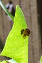 Asian lady beetle in pupal stage