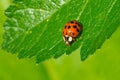 Asian Lady Beetle - Harmonia axyridis Royalty Free Stock Photo