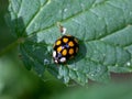 Asian Lady Beetle resting on a thin green nettle leaf. Also known as a Harlequin Ladybird and Multicolored Asian Beetle Royalty Free Stock Photo