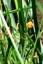 Asian Lady Beetle in pupal stage
