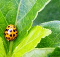 orange with black dots nuisance Asian lady beetle, Summer garden pest