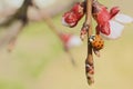 Asian Ladybug on Apple Tree