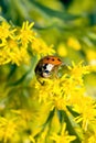 Asian Ladybug Beetle (Harmonia axyridis) Royalty Free Stock Photo