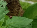 Asian ladybug on the edge of deciduous shrub.