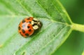 Asian ladybug on a green leaf