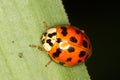 Asian ladybug ( Harmonia axyridis) Royalty Free Stock Photo