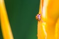 Asian Ladybug or ladybird beetle(Harmonia axyridis) on flower