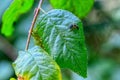 Larva of Asian ladybug on green leaf