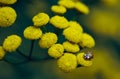 Asian ladybug on a tansy flower