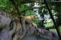 Asian Leapord in zoological park, India Royalty Free Stock Photo