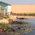 Asian landscape: Vietnam lotus lake Royalty Free Stock Photo