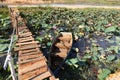 Asian landscape: Vietnam lotus lake Royalty Free Stock Photo