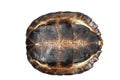 Asian leaf turtle Royalty Free Stock Photo