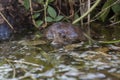 Asian leaf turtle Cyclemys dentata Royalty Free Stock Photo