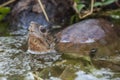 Asian leaf turtle Cyclemys dentata Royalty Free Stock Photo