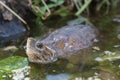 Asian leaf turtle Cyclemys dentata Royalty Free Stock Photo