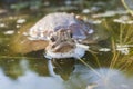 Asian leaf turtle Cyclemys dentata Royalty Free Stock Photo