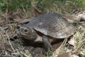 Asian leafe turtle Cyclemys dentata