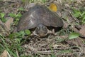 Asian leafe turtle Cyclemys dentata Royalty Free Stock Photo