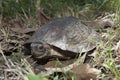 Asian leafe turtle Cyclemys dentata Royalty Free Stock Photo