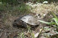 Asian leafe turtle Cyclemys dentata Royalty Free Stock Photo