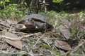 Asian leafe turtle Cyclemys dentata Royalty Free Stock Photo