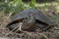 Asian leafe turtle Cyclemys dentata Royalty Free Stock Photo