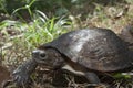 Asian leafe turtle Cyclemys dentata Royalty Free Stock Photo