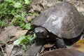 Asian leafe turtle Cyclemys dentata Royalty Free Stock Photo