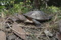 Asian leafe turtle Cyclemys dentata Royalty Free Stock Photo