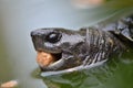 Asian leafe turtle Royalty Free Stock Photo