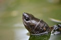 Asian leafe turtle Royalty Free Stock Photo