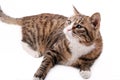 Asian leopard cat Royalty Free Stock Photo