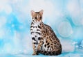 Asian leopard cat in the blue background Royalty Free Stock Photo
