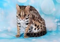 Asian leopard cat in the blue background Royalty Free Stock Photo