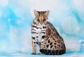 Asian leopard cat in the blue background Royalty Free Stock Photo