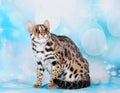 Asian leopard cat in the blue background Royalty Free Stock Photo