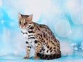 Asian leopard cat in the blue background Royalty Free Stock Photo