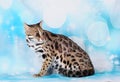 Asian leopard cat in the blue background Royalty Free Stock Photo