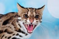 Asian leopard cat in the blue background Royalty Free Stock Photo
