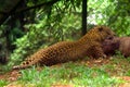 Asian Lepord relaxing in an animal park, India