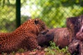 Asian Lepord relaxing in an animal park, India