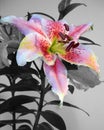 Asian Lily Floral selective color