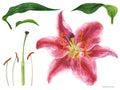 Asian Lily Stargazer flower and pistil