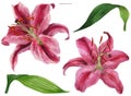 Asian Lily Stargazer, isolated flowers and leaves