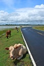 Asian lineage cow in tropical field Royalty Free Stock Photo