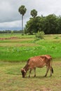 Asian lineage cow in tropical field Royalty Free Stock Photo